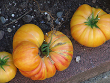 copia heirloom tomato